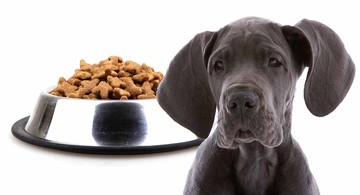 Great dane hotsell dog food list