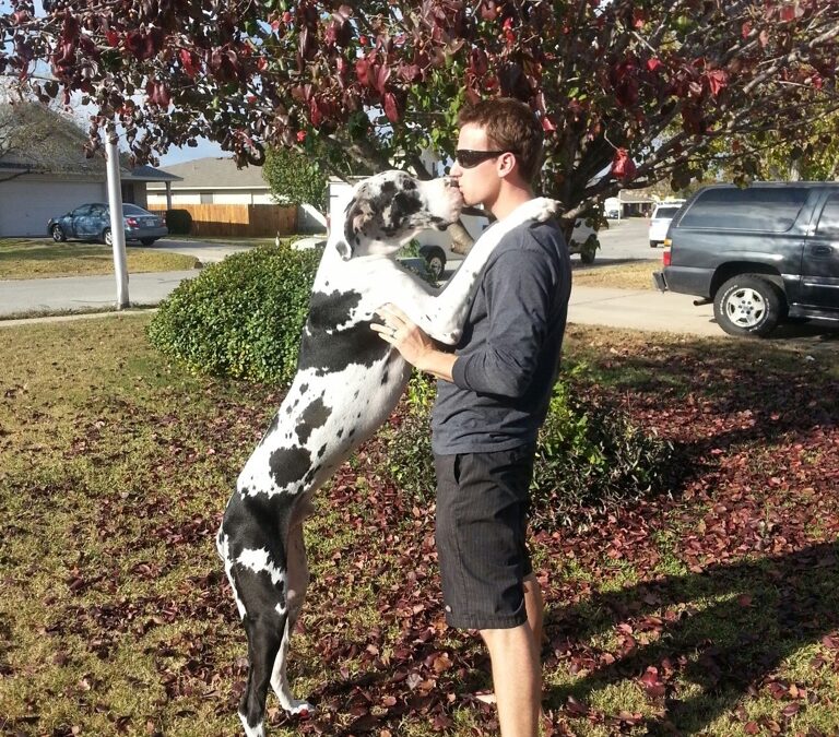 What You Need to Know to Own a Great Dane