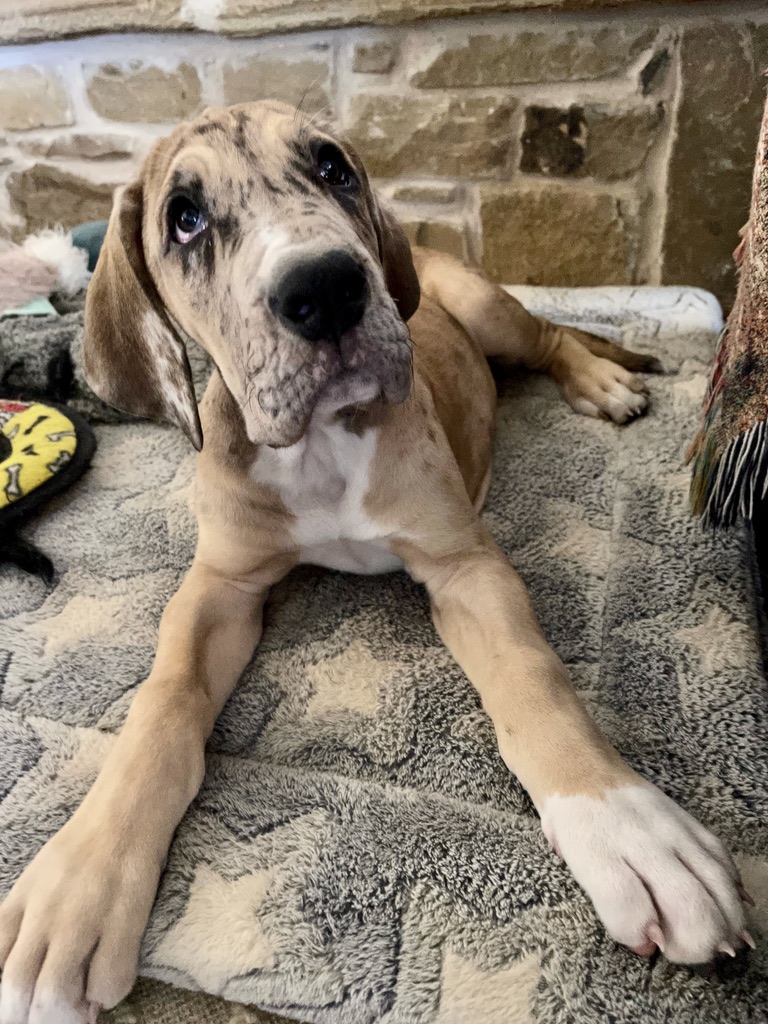 Fawn harlequin 2024 great dane