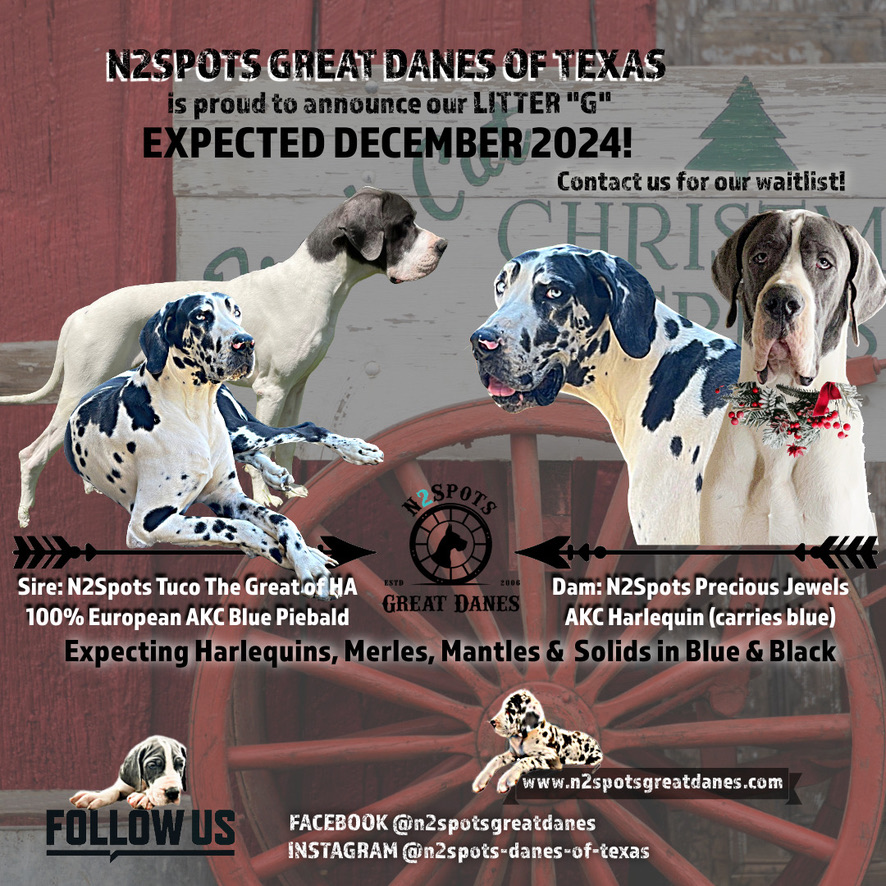 N2Spots Great Danes Planned Litters 2024