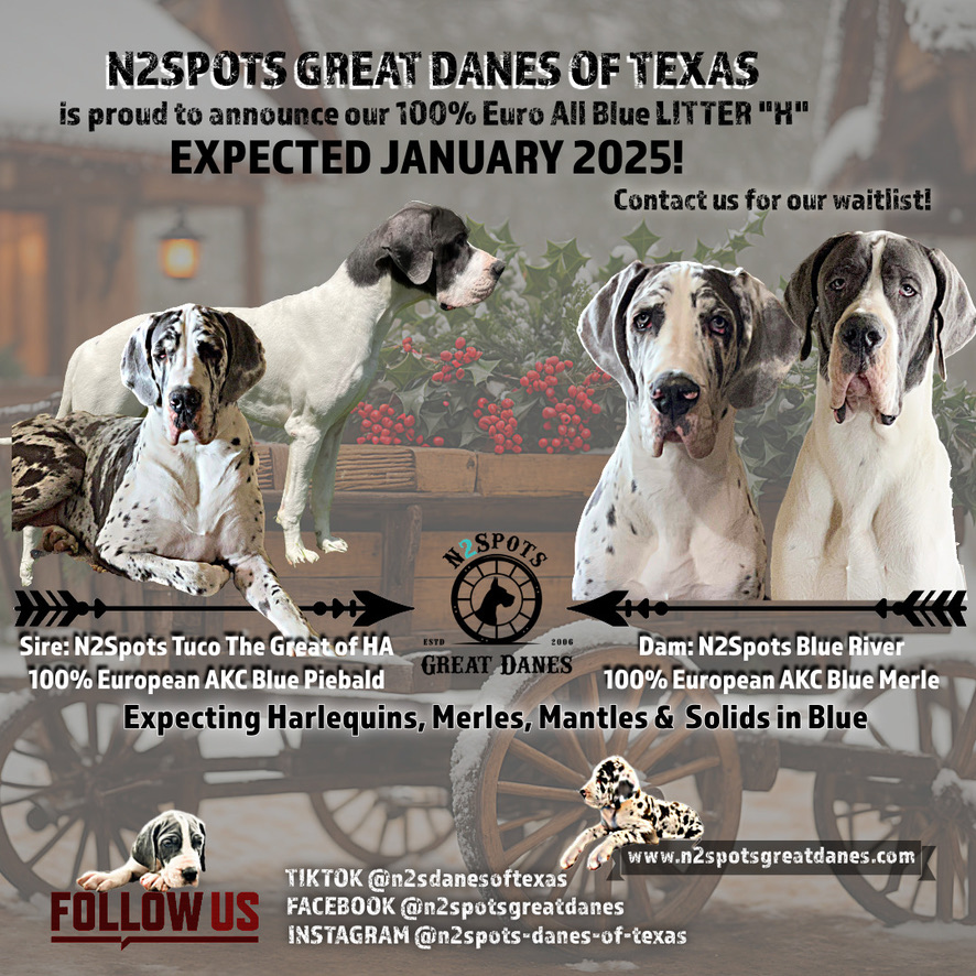 N2Spots Great Danes Planned Litters 2024