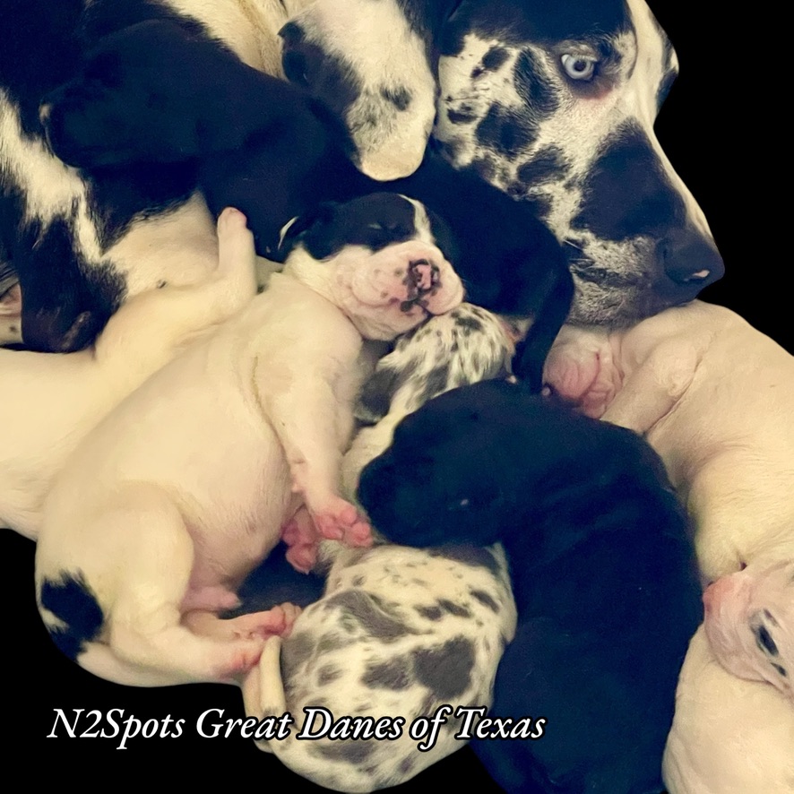 N2Spots Great Danes Planned Litters 2024