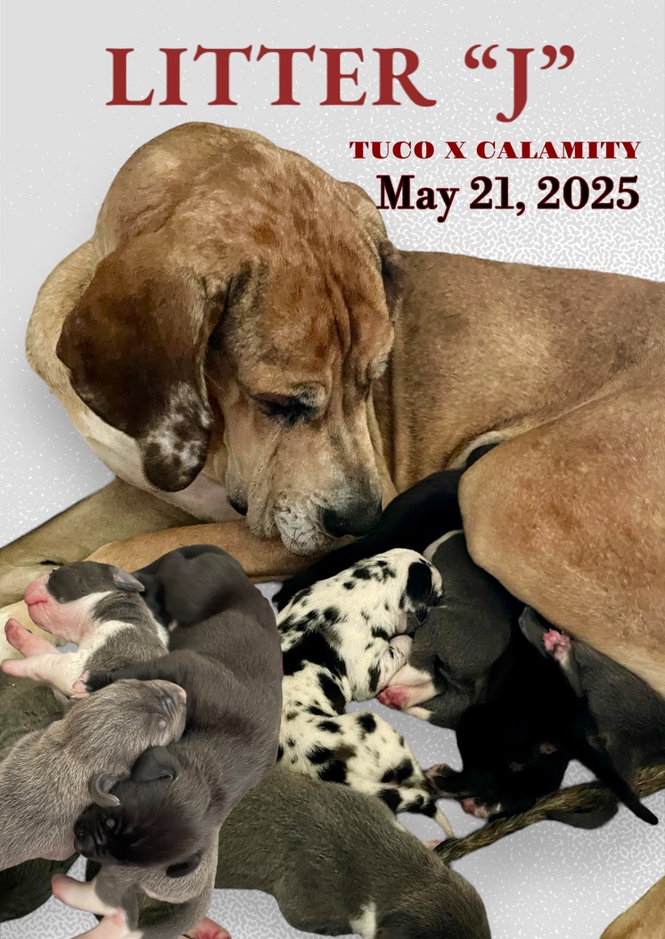N2Spots Great Danes Planned Litters 2024